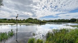 PXL_20240706 Ellernholzteich Graureiher Silberreiher 2024 1920.jpg PXL_20240706 Ellernholzteich Graureiher Silberreiher 2024 1920.jpg