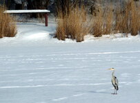 P1000694 Reiher auf dem Ryck.JPG P1000694 Reiher auf dem Ryck.JPG