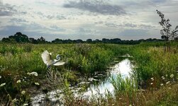 DSC01400 Reiher Start Ketscherinbach Anschluß Ryck - OV Ryckseite 2020 1920.jpg DSC01400 Reiher Start Ketscherinbach Anschluß Ryck - OV Ryckseite 2020 1920.jpg