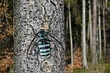 DSC00511 Käfer am Baum Baumrinde Wald Potthagen 2020 FB.jpg DSC00511 Käfer am Baum Baumrinde Wald Potthagen 2020 FB.jpg