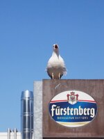 möwe.JPG