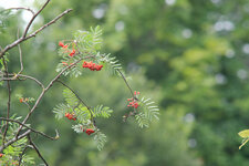 IMGP0215.jpg