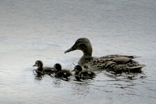 IMG_5757 Entenmama mit 3 Kücken 1920.jpg