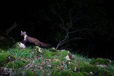 20240711_221120_camera_trap_Jura_21.jpg