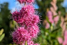 PXL_20240717 Blüten Spierstrauch Kolbenspiere Credneranlagen 2024 1920.jpg