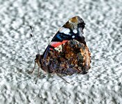 XH2S0520-Full-DxO-R.jpg