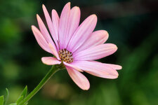 DSCF2745a.jpg