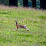 240706-OM1-4-Verbessert-RR-Bearbeitet.jpg