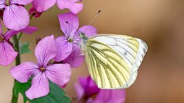 M_P1544867PS_f.jpg