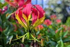 PXL_20240724 Rote Blüte Bot. Garten 2024 1920.jpg