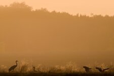 DSCF9308.jpg