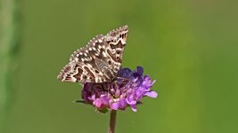 M_P1556441_f.jpg