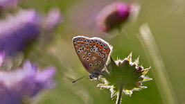 HD_S_P1566631.jpg