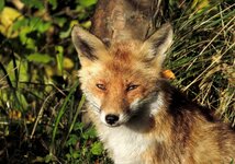 IMG_2531 Fuchs im Stadtpark OV Parkseite 1920.jpg