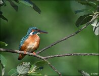 c_DSC_3964.jpg