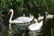DSC00580 Familie Schwan 1920.jpg