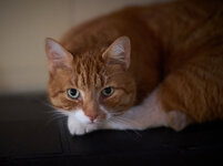 DSC00668 .jpg