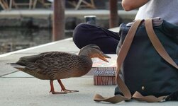 Ente Bettel-Ente am Hafen.jpg