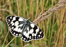 IMG_1527 Schachbrettfalter 2020 1920.jpg