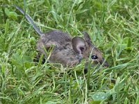Maus-3x.jpg