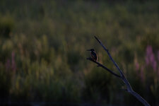 Eisvogel13.jpg