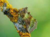 Messingeule (Diachrysia chrysitis-Artkomplex)_M8130171_2024-08-13.jpg