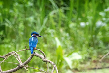 Eisvogel08-24-2.jpg