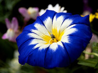 blau 2.jpg