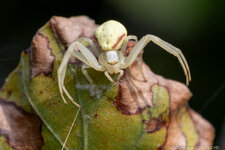 20240819_Krabbenspinne_02.jpg
