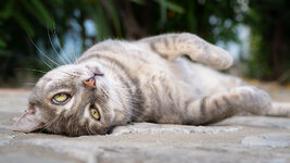 cat-mollie-garden-andalucia-spain-3.jpg