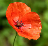 Mohn.jpg