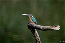 c_DSC_4191.jpg