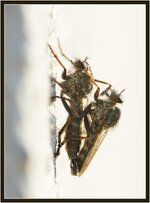 FliegenPaarung.jpg