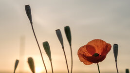 2019-06-26 05-31-07 Mohn.jpg