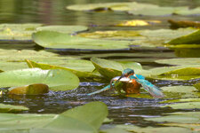 Eisvogel_mit_Beute_2.jpg