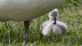 DO010742-dslr-forum.jpg