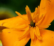 blüte 3.jpg