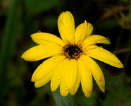 blüte 2.jpg