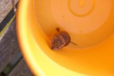 comp_maus-5280.jpg