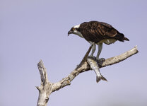 Osprey.jpg