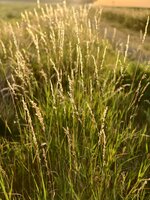 IMG_20240908_070805.jpg