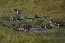 comp_Vogelwild-8502.jpg