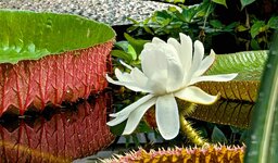 PXL_20240717 Riesen-Seerose Tropenbecken Bot. Garten 2024 1920.jpg