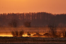 R5A_0544-DSLR-Forum-Gans.jpg