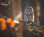 R5A_4430-dslr-forum.jpg