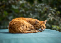 A7409785-V.jpg