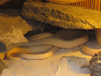 Albino Monokelkobra.jpg