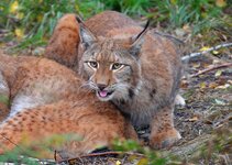 DSC_0221.jpg