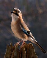 comp_P1560226_DXOa.jpg