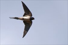 comp_P1650237_DXOa2s.jpg